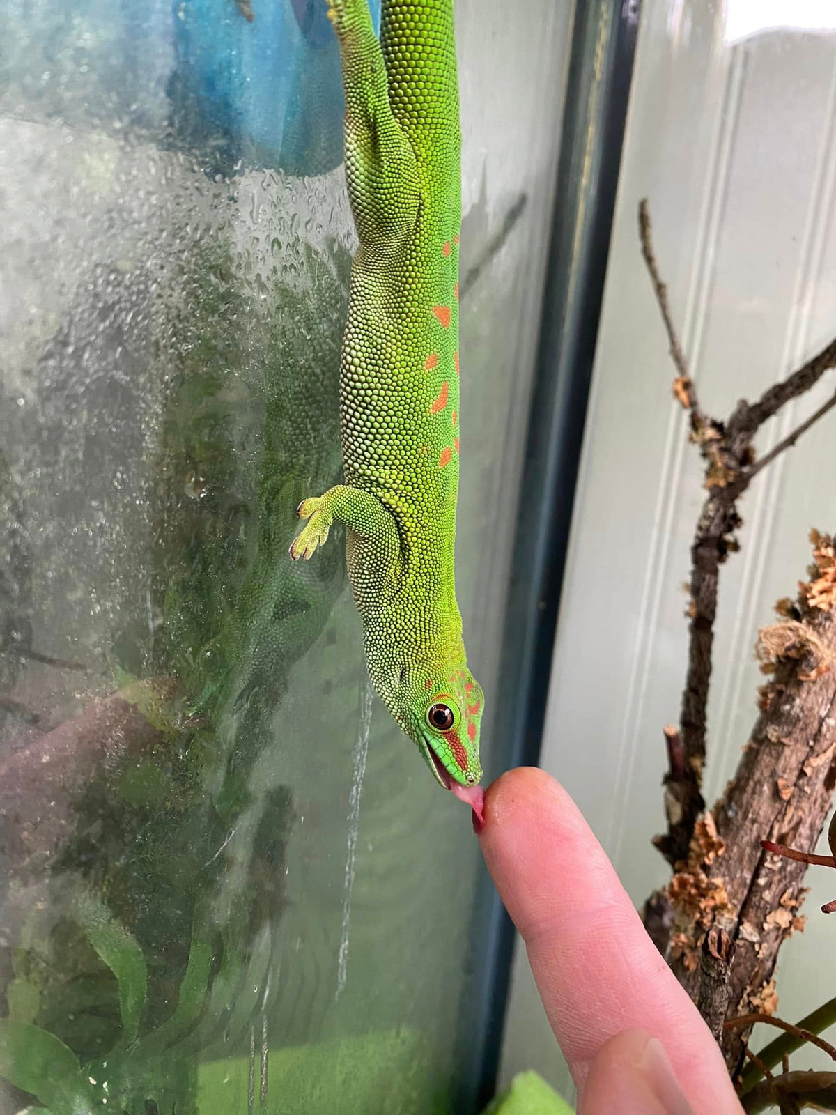 Giant day gecko, Phelsuma grandis