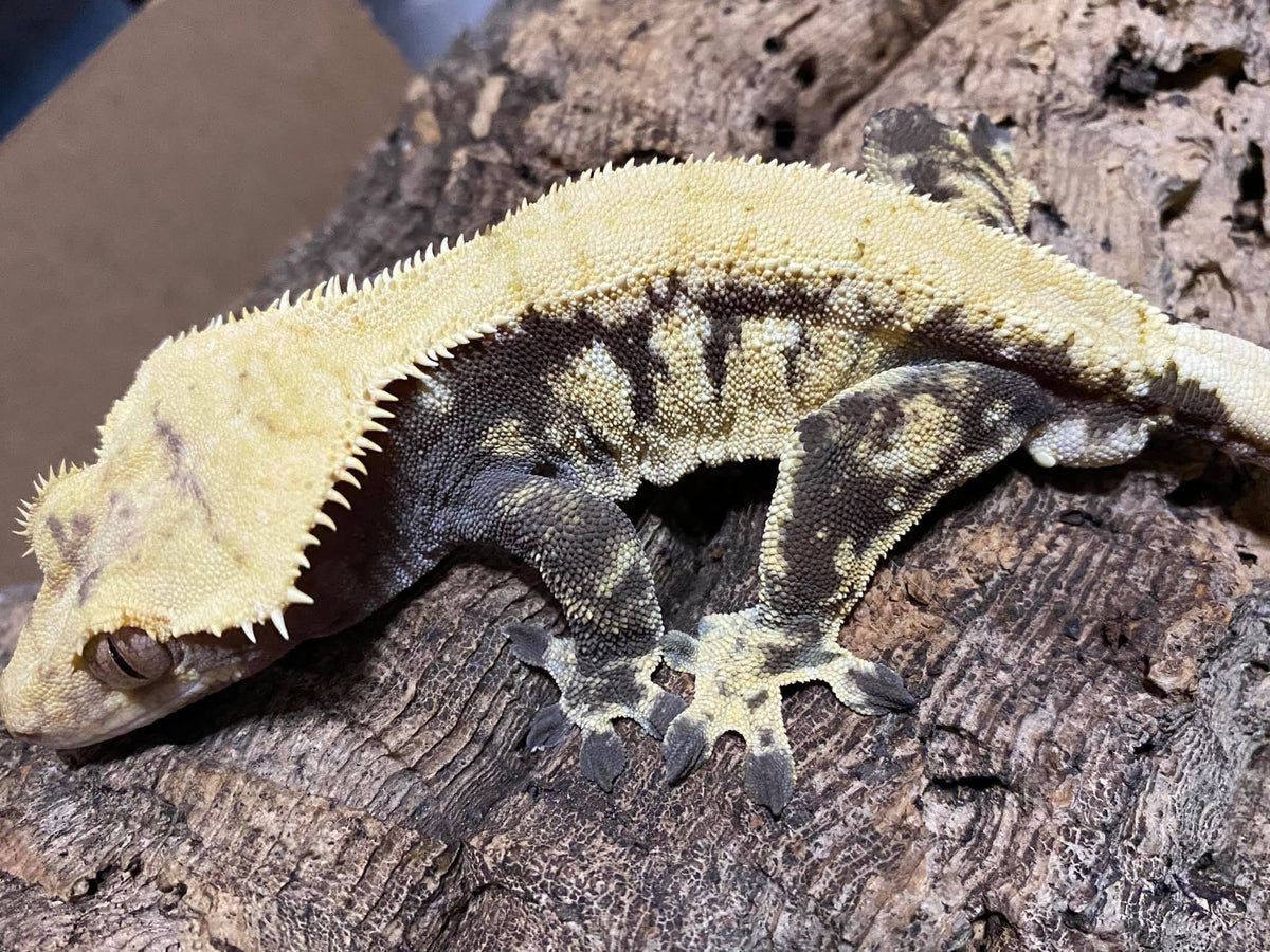 Lilly White crested gecko