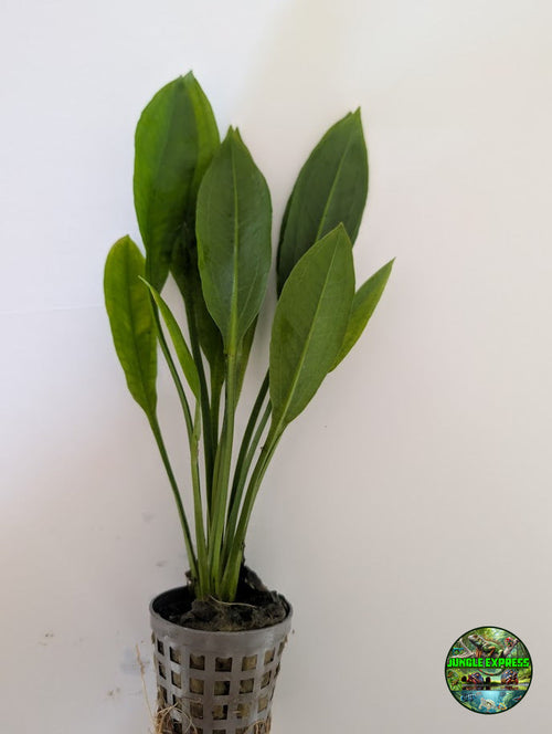 Amazon Sword (Echinodorus bleheri) potted aquarium plant from Jungle Express