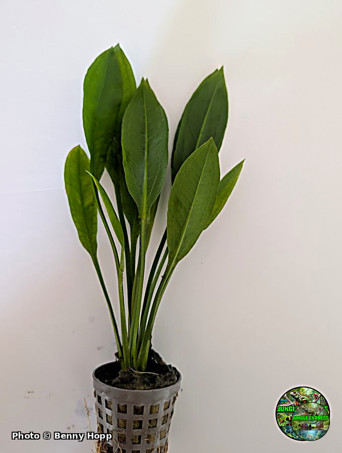 Amazon Sword (Echinodorus bleheri) potted aquarium plant from Jungle Express — photo by Benny Hopp
