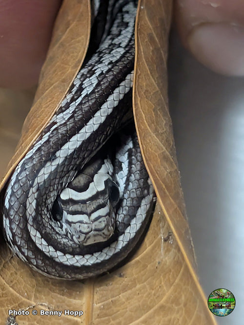 Anerythristic Tessera corn snake hatchling showing the full dorsal stripe — photo by Benny Hopp
