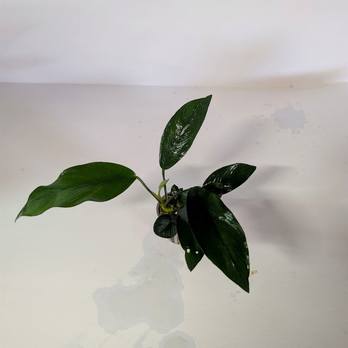 Anubias 'Nancon' at Jungle Express — photo by Benny Hopp