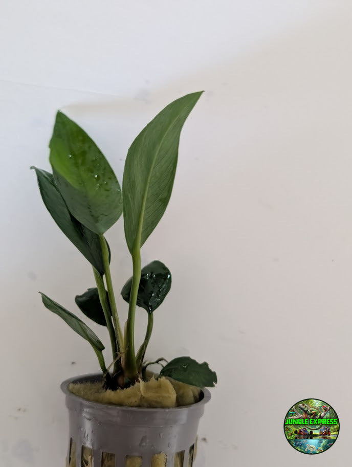 Anubias congensis potted aquarium plant from Jungle Express