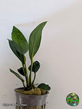 Anubias congensis potted aquarium plant from Jungle Express — photo by Benny Hopp