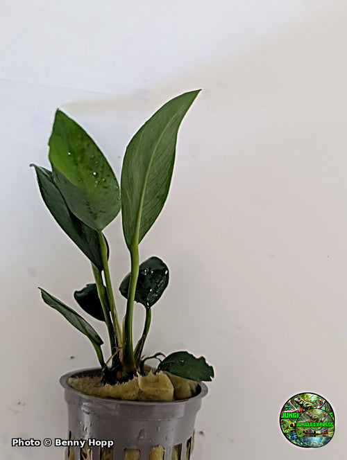 Anubias congensis potted aquarium plant from Jungle Express — photo by Benny Hopp