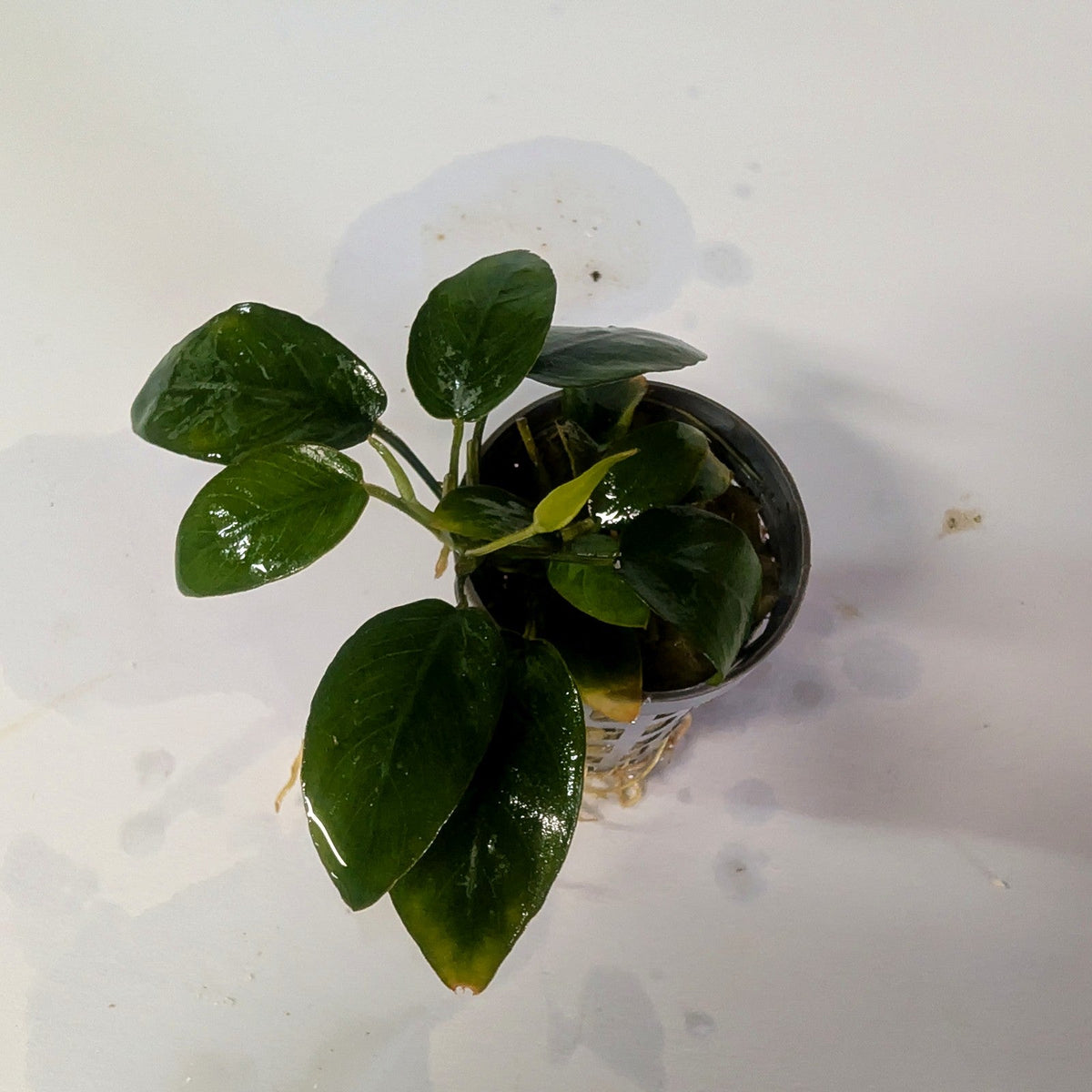 Anubias barteri var. nana at Jungle Express — photo by Benny Hopp