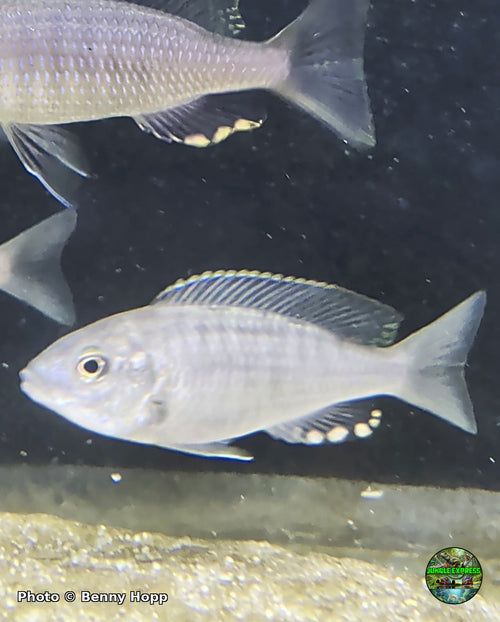 Copadichromis sp. mloto gold crest Makonde at Jungle Express — photo by Benny Hopp