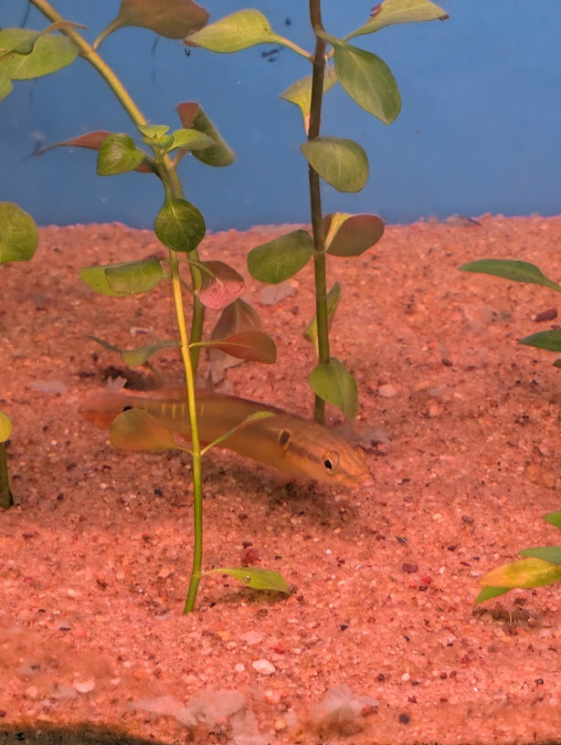 Crenicichla zebrina — Zebra Pike Cichlid (3–5")