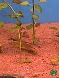 Crenicichla zebrina, Zebra Pike Cichlid, at Jungle Express — photo by Benny Hopp