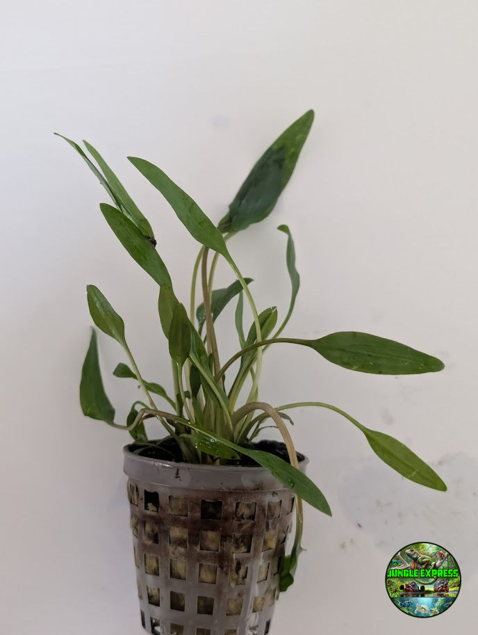 Cryptocoryne lutea potted aquarium plant from Jungle Express