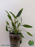 Cryptocoryne lutea potted aquarium plant from Jungle Express — photo by Benny Hopp