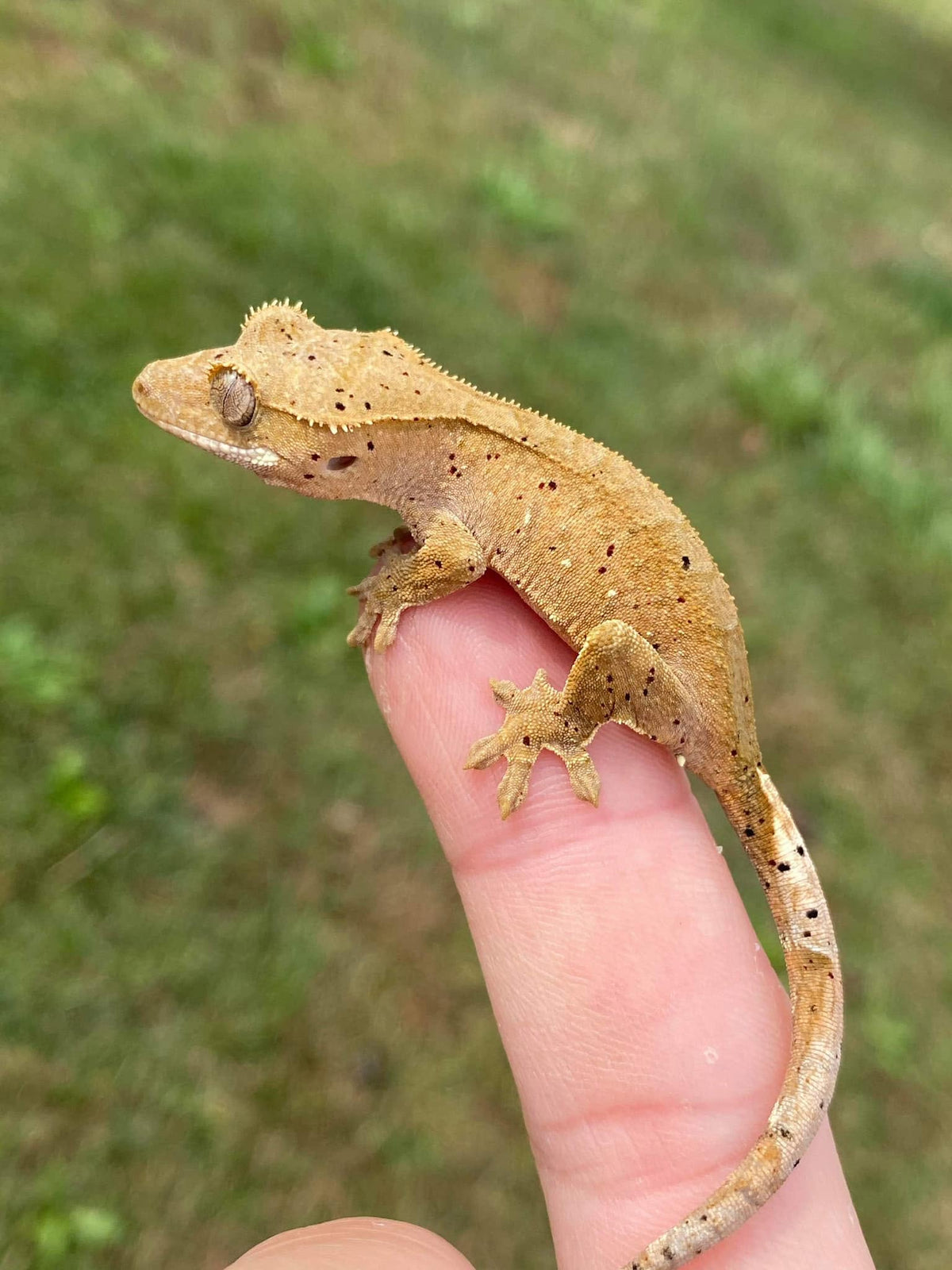 Crested Gecko — Dalmatian