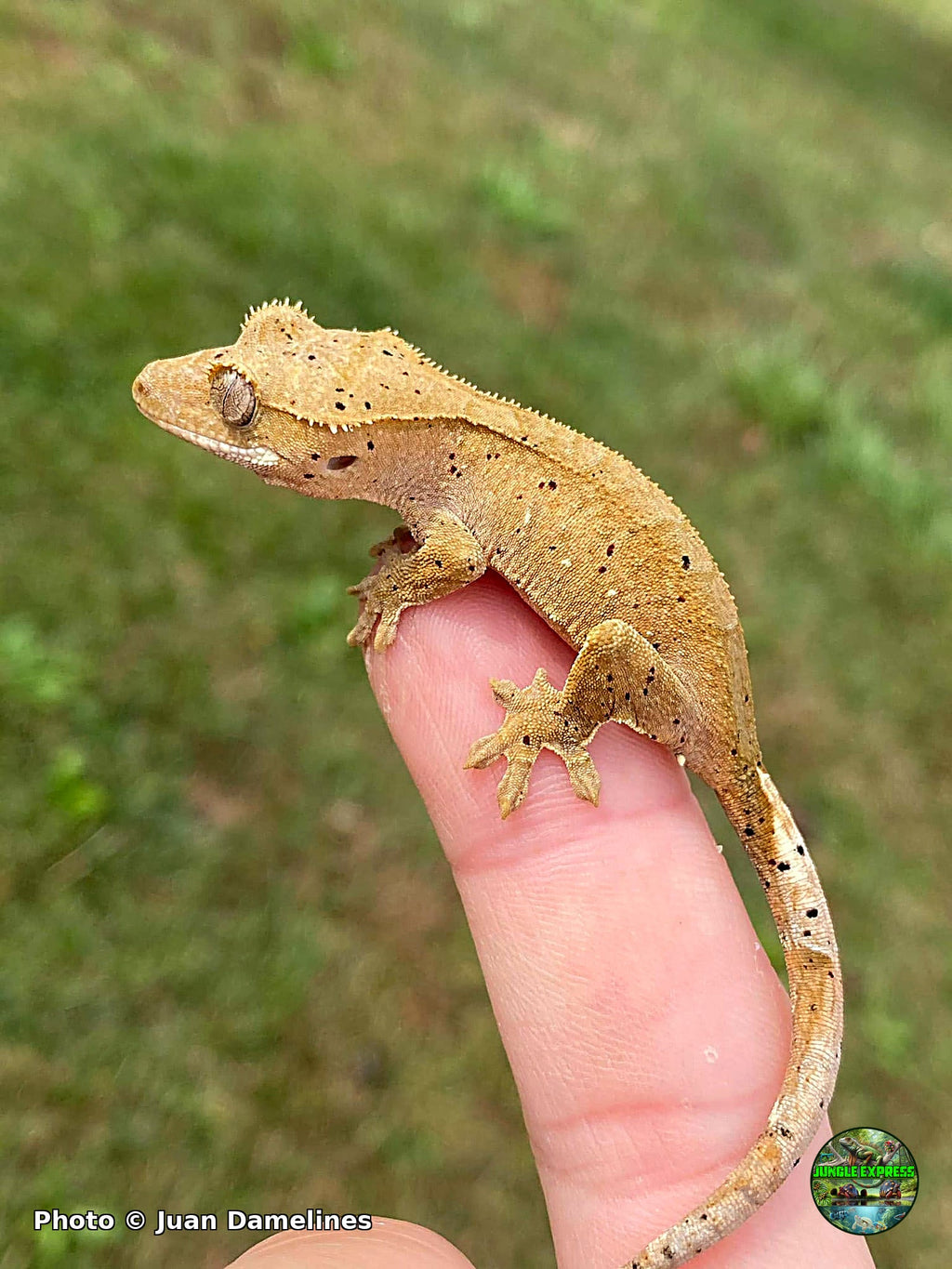 Dalmatian crested gecko at Jungle Express — photo by Juan Damelines