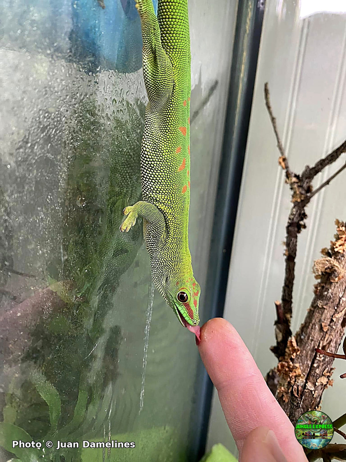 Giant day gecko (Phelsuma grandis) at Jungle Express — photo by Juan Damelines