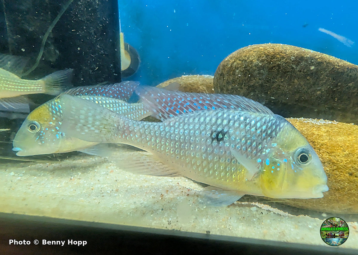 Gymnogeophagus gymnogenys at Jungle Express — photo by Benny Hopp