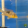 Gymnogeophagus labiatus, thick-lipped eartheater, at Jungle Express — photo by Benny Hopp