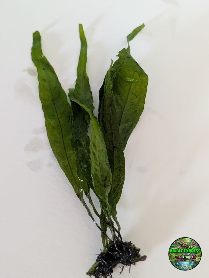 Java Fern (Microsorum pteropus) aquarium plant from Jungle Express