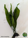 Java Fern (Microsorum pteropus) aquarium plant from Jungle Express — photo by Benny Hopp