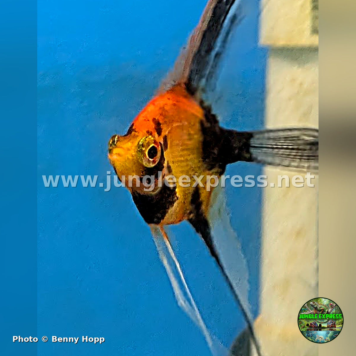 Red Devil Angelfish (Pterophyllum scalare) juvenile at Jungle Express — photo by Benny Hopp