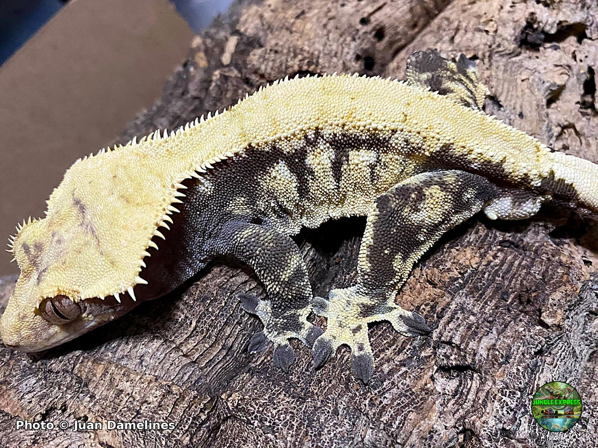 Lilly White crested gecko at Jungle Express — photo by Juan Damelines