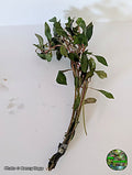 Ludwigia Dark Red bunch aquarium plant from Jungle Express — photo by Benny Hopp