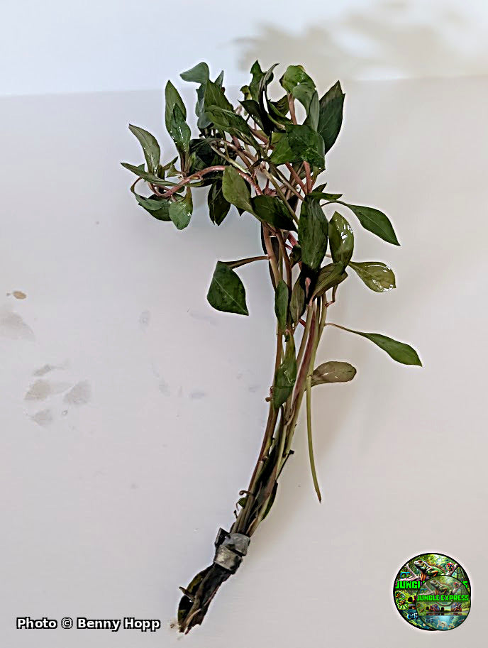 Ludwigia Dark Red bunch aquarium plant from Jungle Express — photo by Benny Hopp
