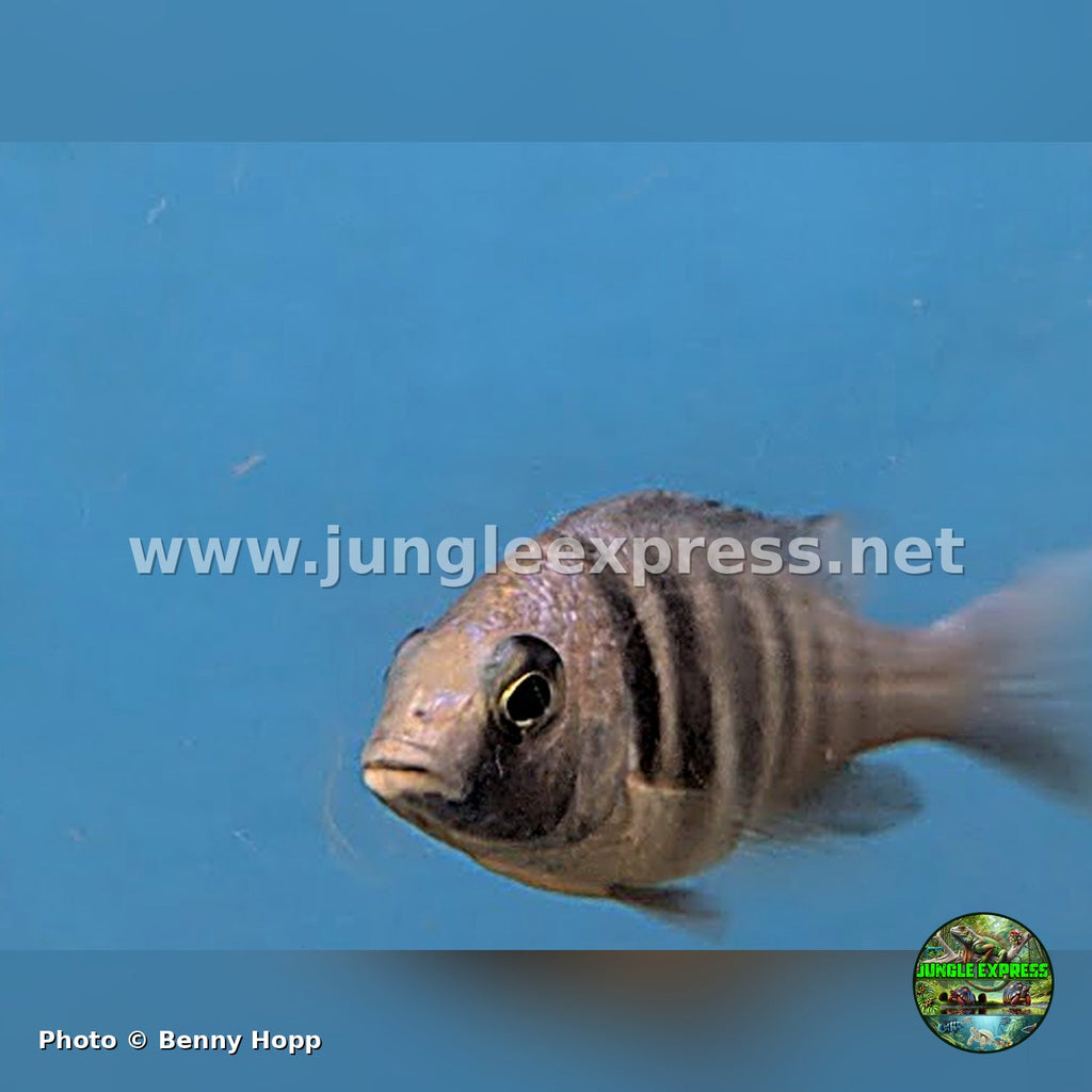 Juvenile Placidochromis phenochilus Star Sapphire Tanzania at Jungle Express — photo by Benny Hopp