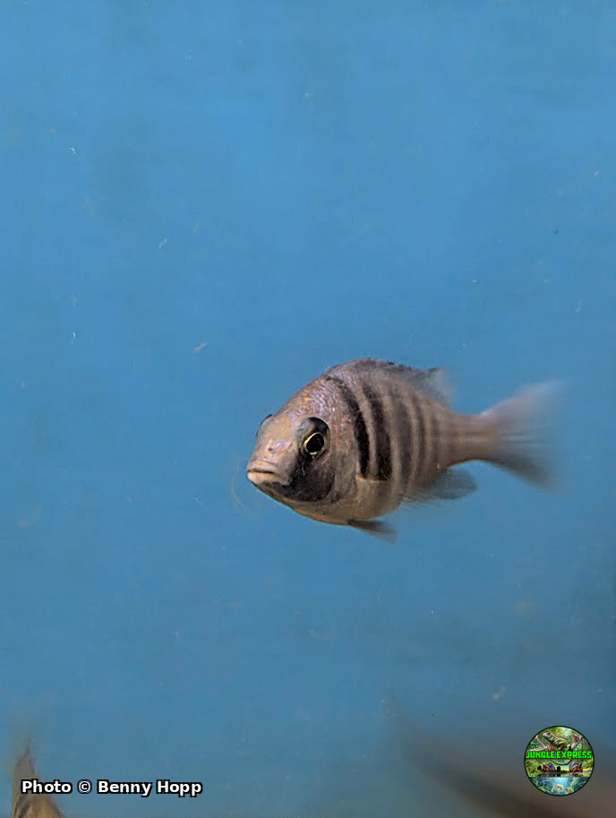 Juvenile Placidochromis phenochilus Star Sapphire Tanzania at Jungle Express — photo by Benny Hopp