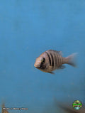 Juvenile Placidochromis phenochilus Star Sapphire Tanzania at Jungle Express — photo by Benny Hopp