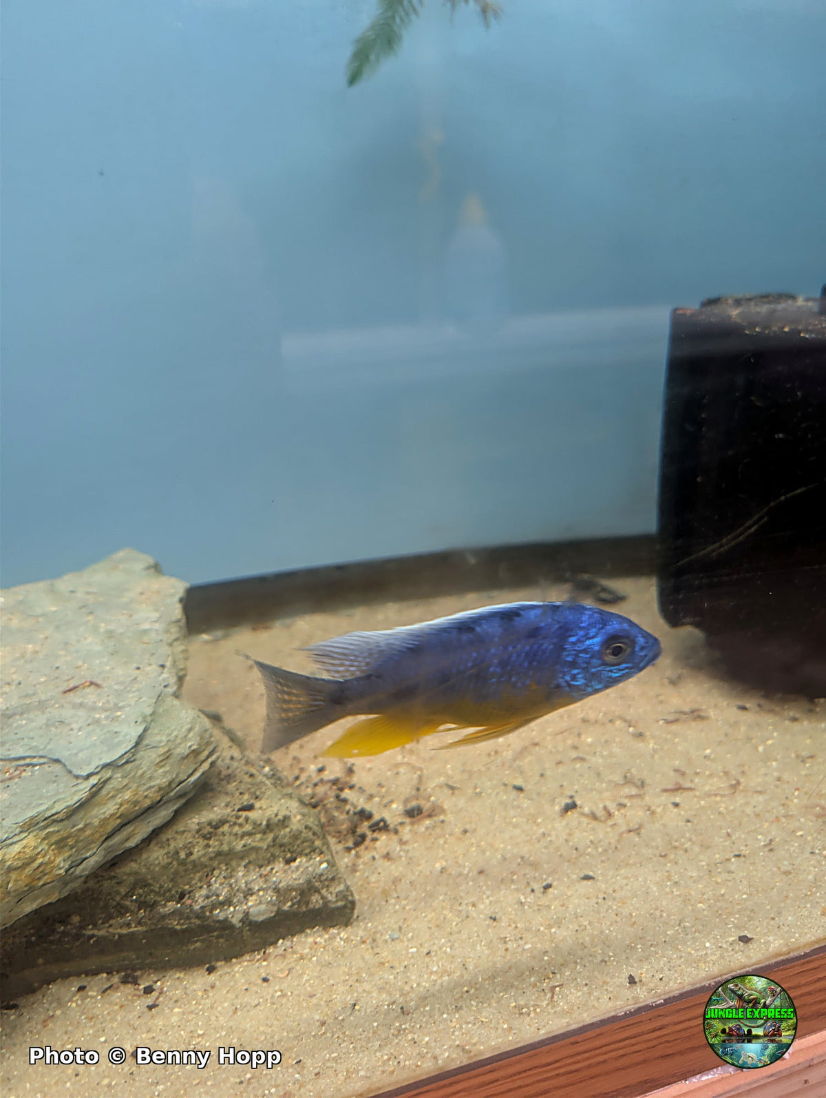 Protomelas sp. Spilonotus Tanzania, Insignis Hap, at Jungle Express — photo by Benny Hopp