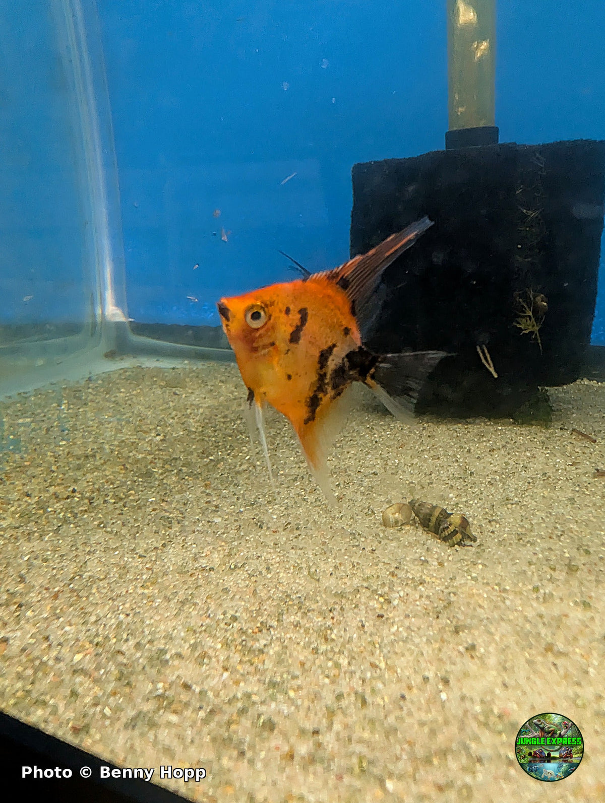 Red Devil Angelfish (Pterophyllum scalare) juvenile at Jungle Express — photo by Benny Hopp