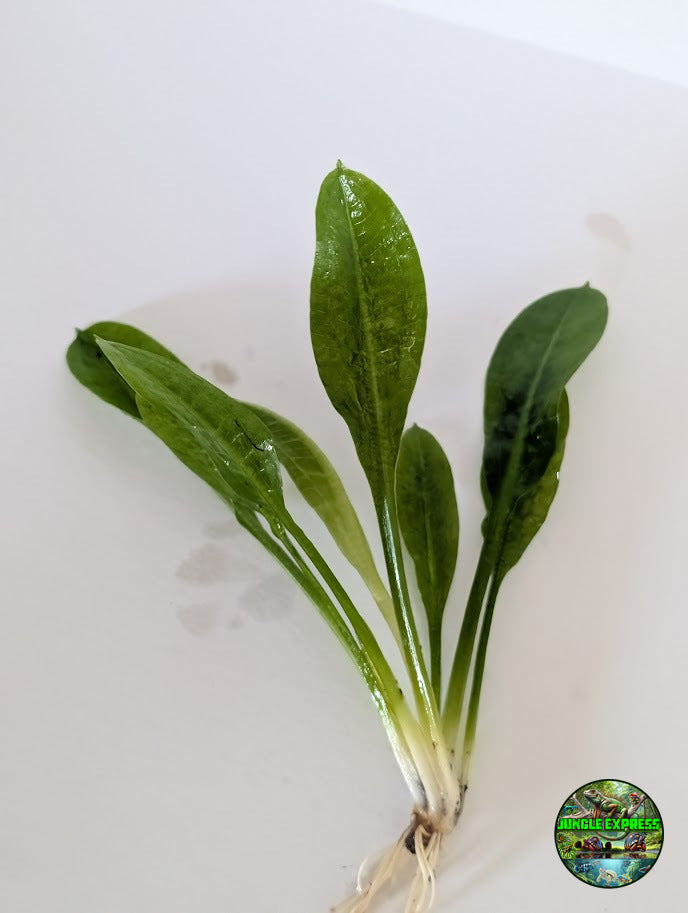 Rosette Sword (Echinodorus parviflorus) bare root aquarium plant from Jungle Express