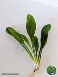Rosette Sword (Echinodorus parviflorus) bare root aquarium plant from Jungle Express — photo by Benny Hopp