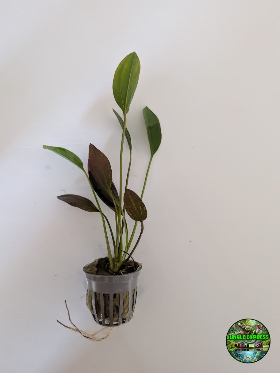 Red Melon Sword (Echinodorus osiris) potted aquarium plant from Jungle Express