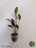 Red Melon Sword (Echinodorus osiris) potted aquarium plant from Jungle Express — photo by Benny Hopp
