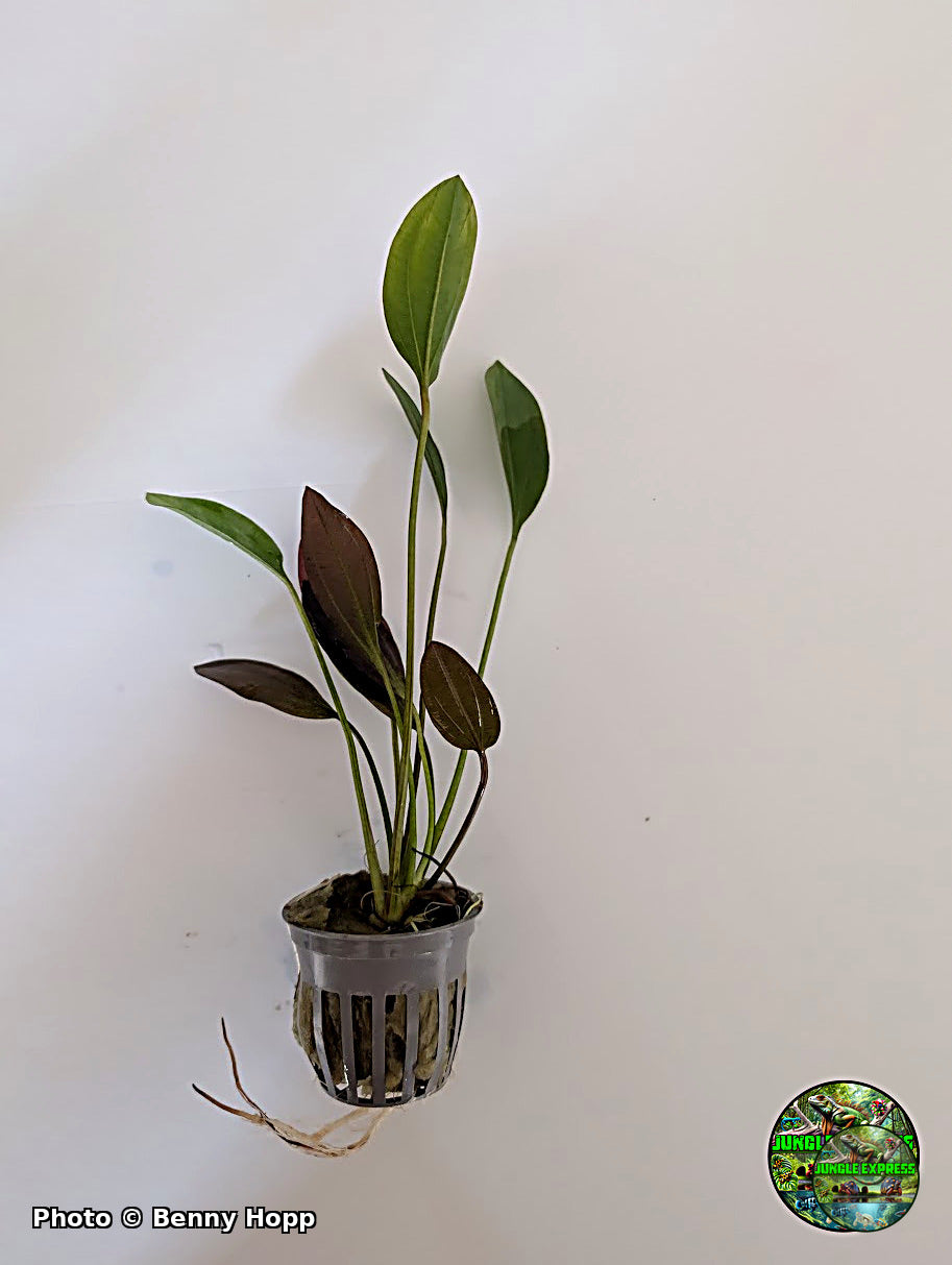 Red Melon Sword (Echinodorus osiris) potted aquarium plant from Jungle Express — photo by Benny Hopp