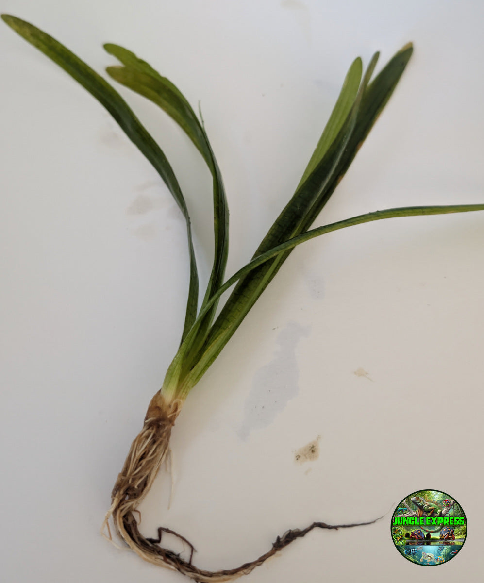 Sagittaria Wide Leaf (Sagittaria platyphylla) bare root aquarium plant from Jungle Express