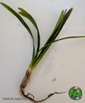 Sagittaria Wide Leaf (Sagittaria platyphylla) aquarium plant from Jungle Express — photo by Benny Hopp