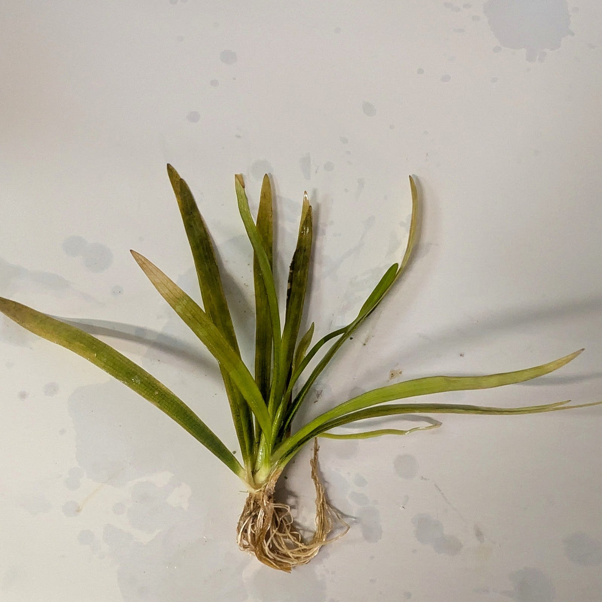 Sagittaria Wide Leaf, Sagittaria platyphylla, at Jungle Express — photo by Benny Hopp