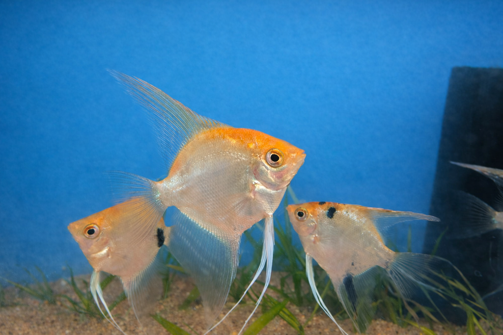 Sunset Koi Angelfish — 3"