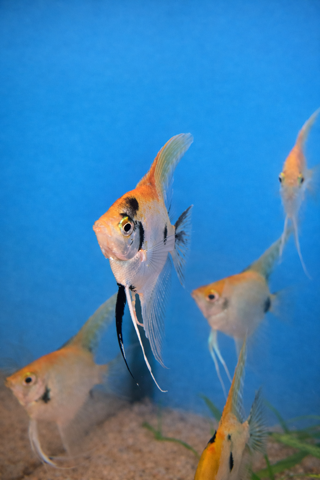 Sunset Koi Angelfish — 3"