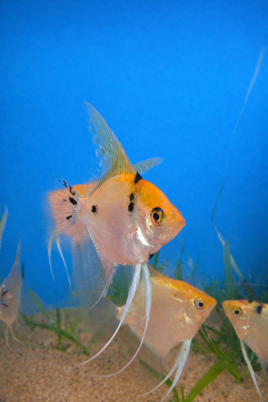 Sunset Koi Angelfish — 3"
