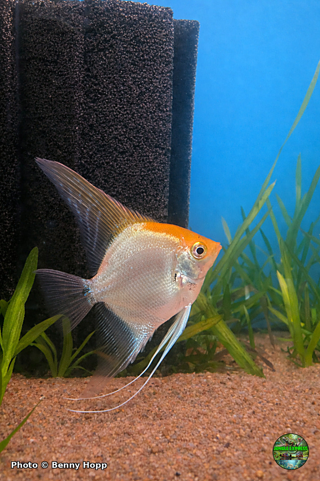 Sunset Koi Angelfish at Jungle Express — photo by Benny Hopp