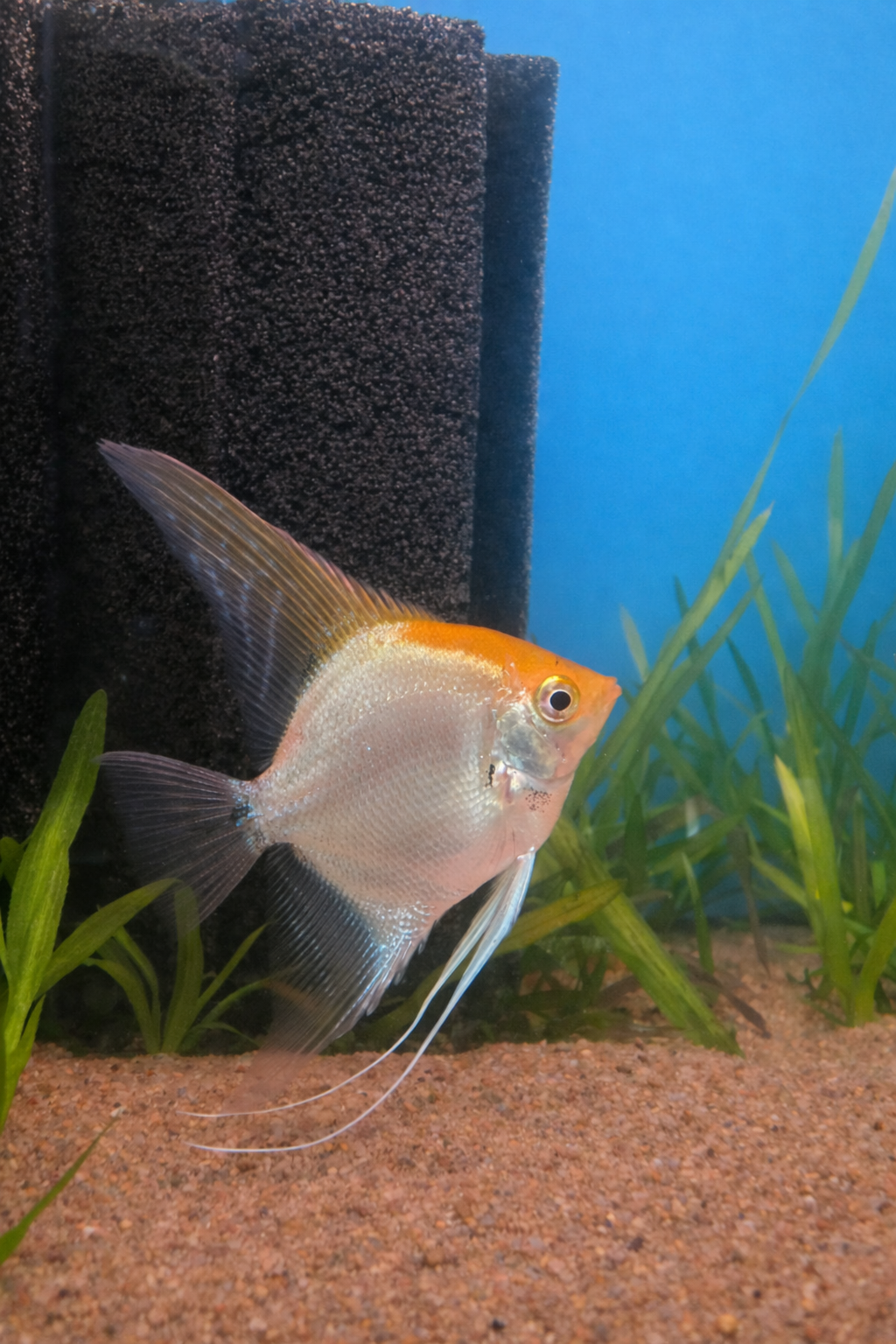 Sunset Koi Angelfish — 3"