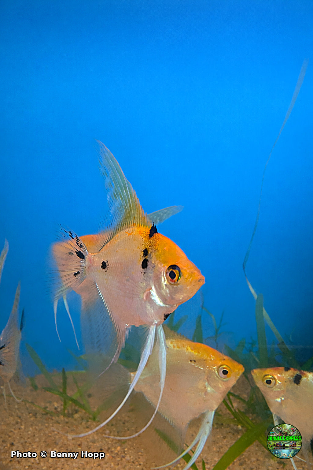 Sunset Koi Angelfish at Jungle Express — photo by Benny Hopp