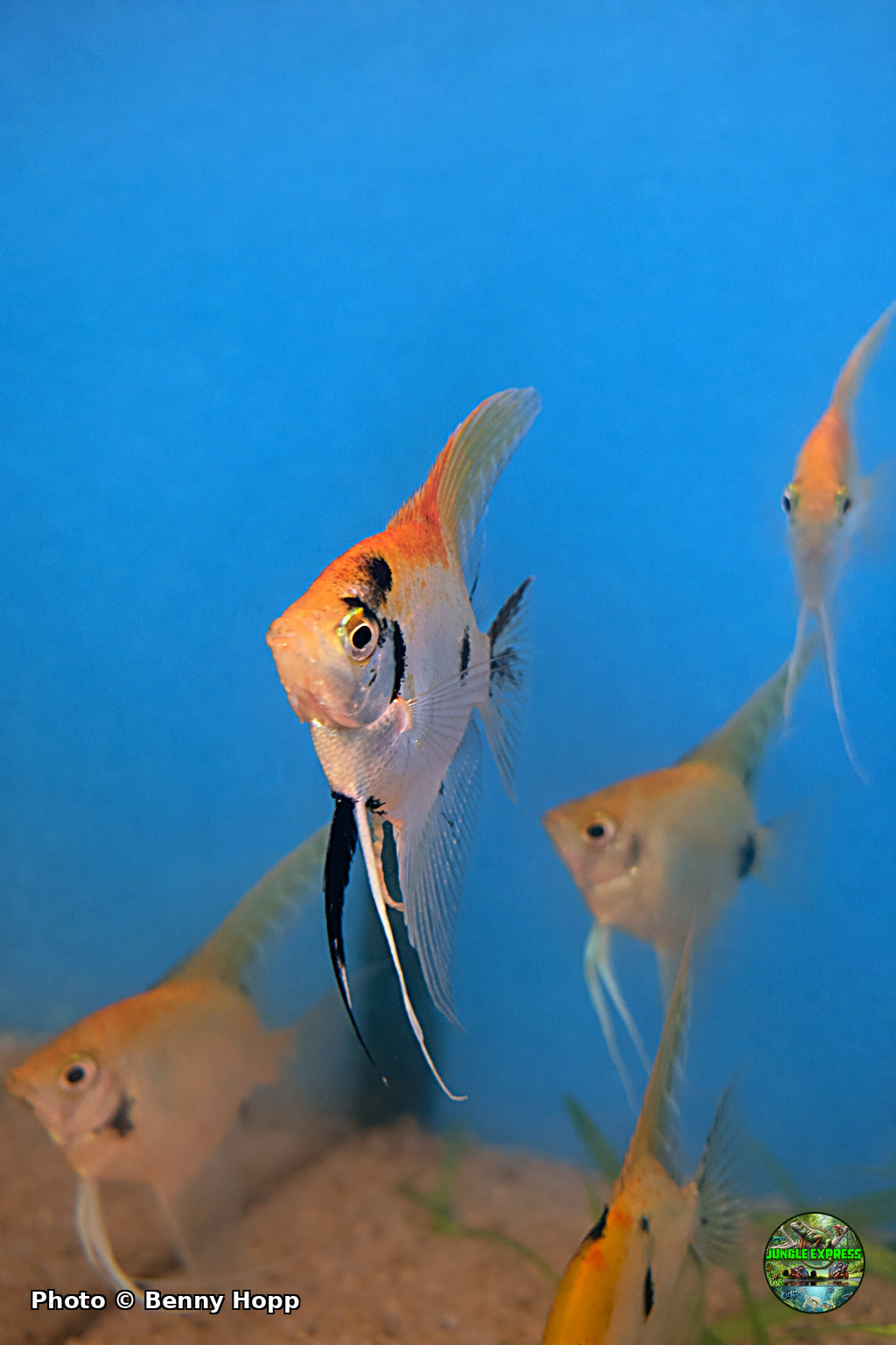 Sunset Koi Angelfish at Jungle Express — photo by Benny Hopp