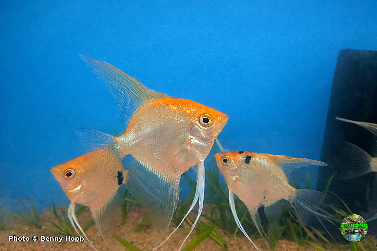 Sunset Koi Angelfish at Jungle Express — photo by Benny Hopp