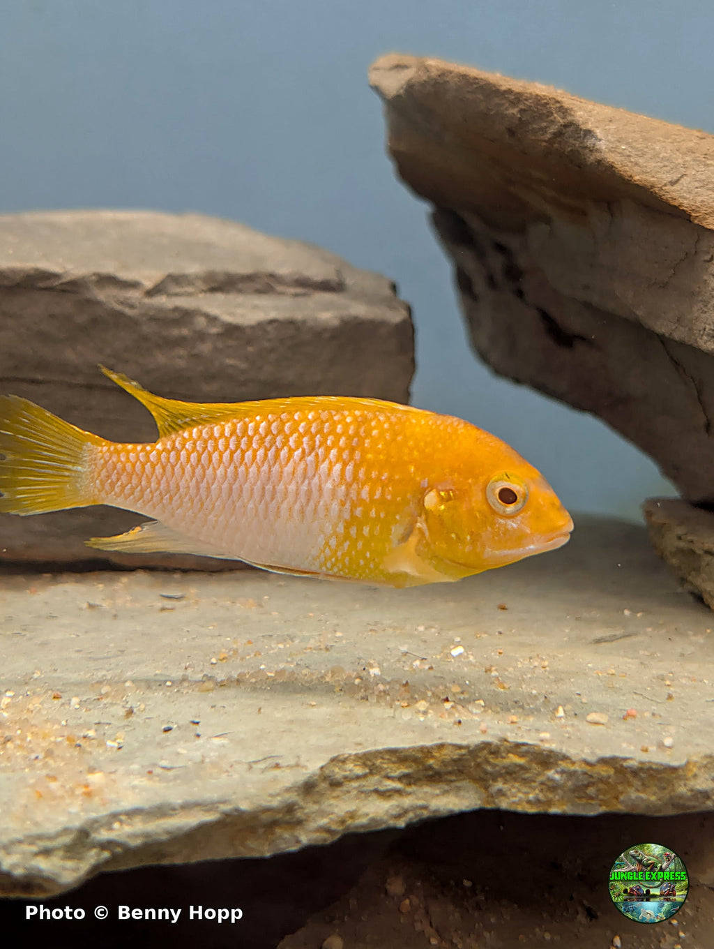Tropheops macrophthalmus Red Top Albino at Jungle Express — photo by Benny Hopp