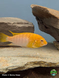 Tropheops macrophthalmus Red Top Albino at Jungle Express — photo by Benny Hopp