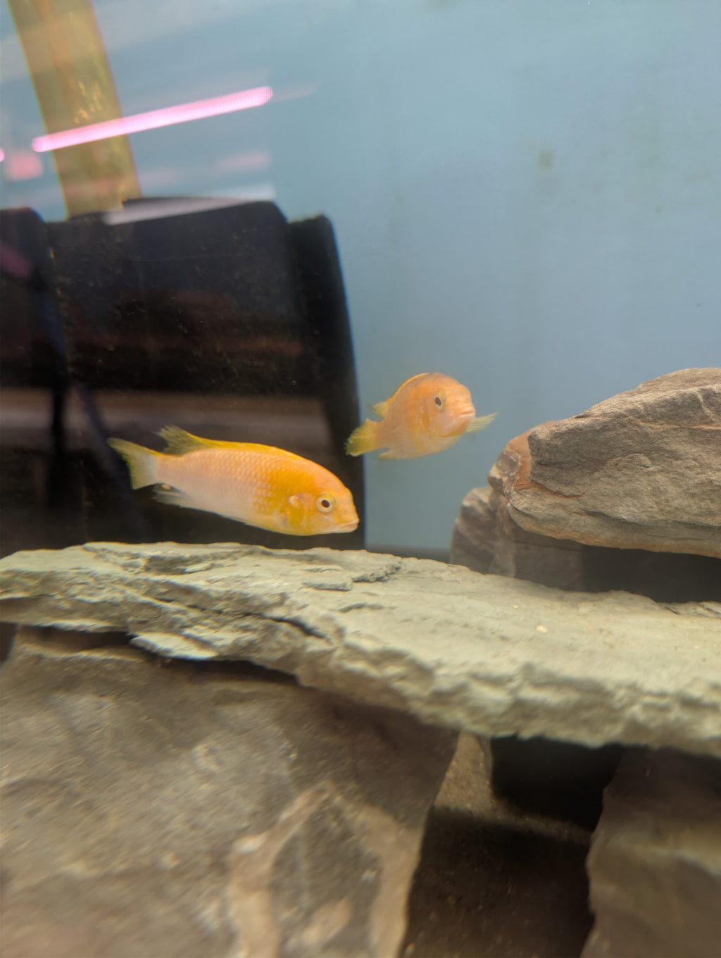 Tropheops macrophthalmus Red Top Albino — 1"–1.5" Unsexed